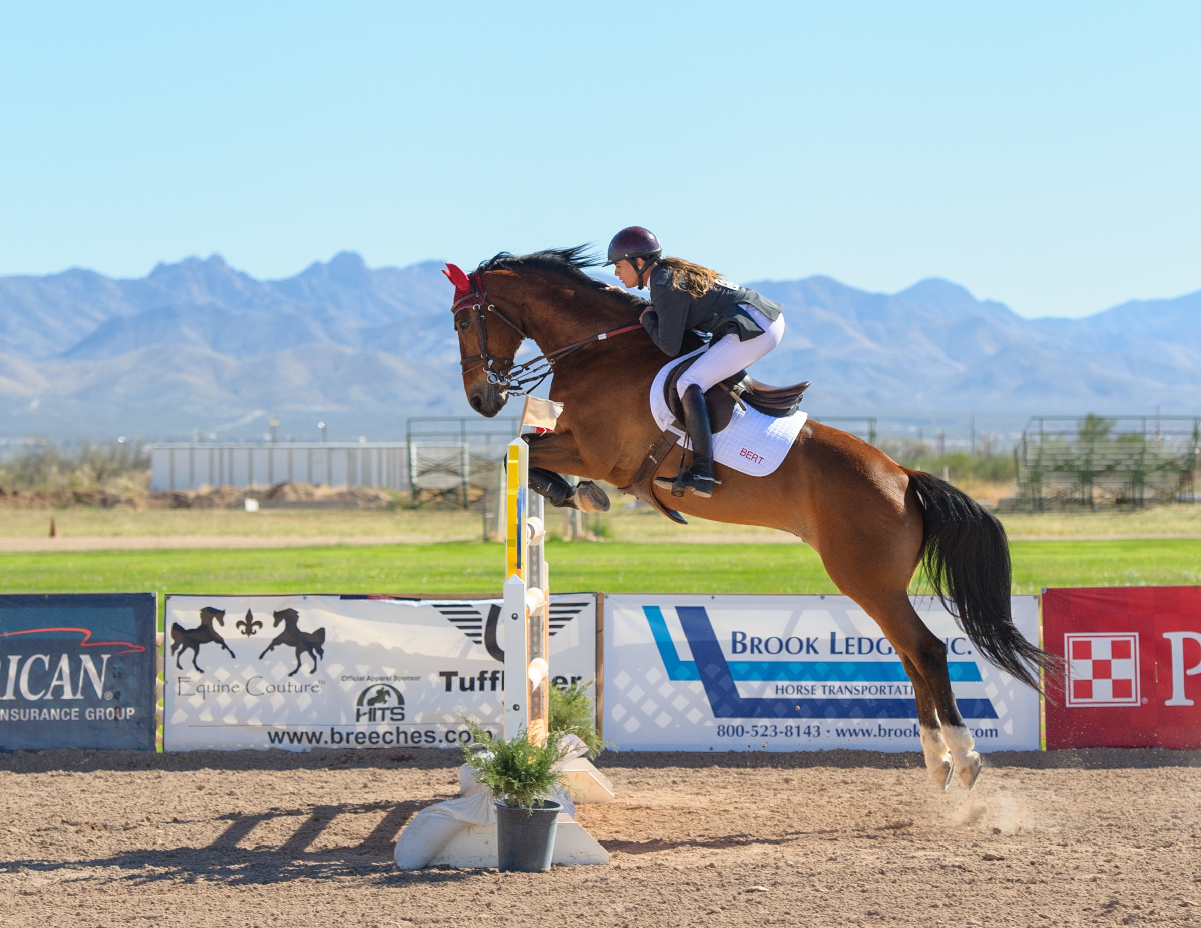 horse equestrian jumping competition