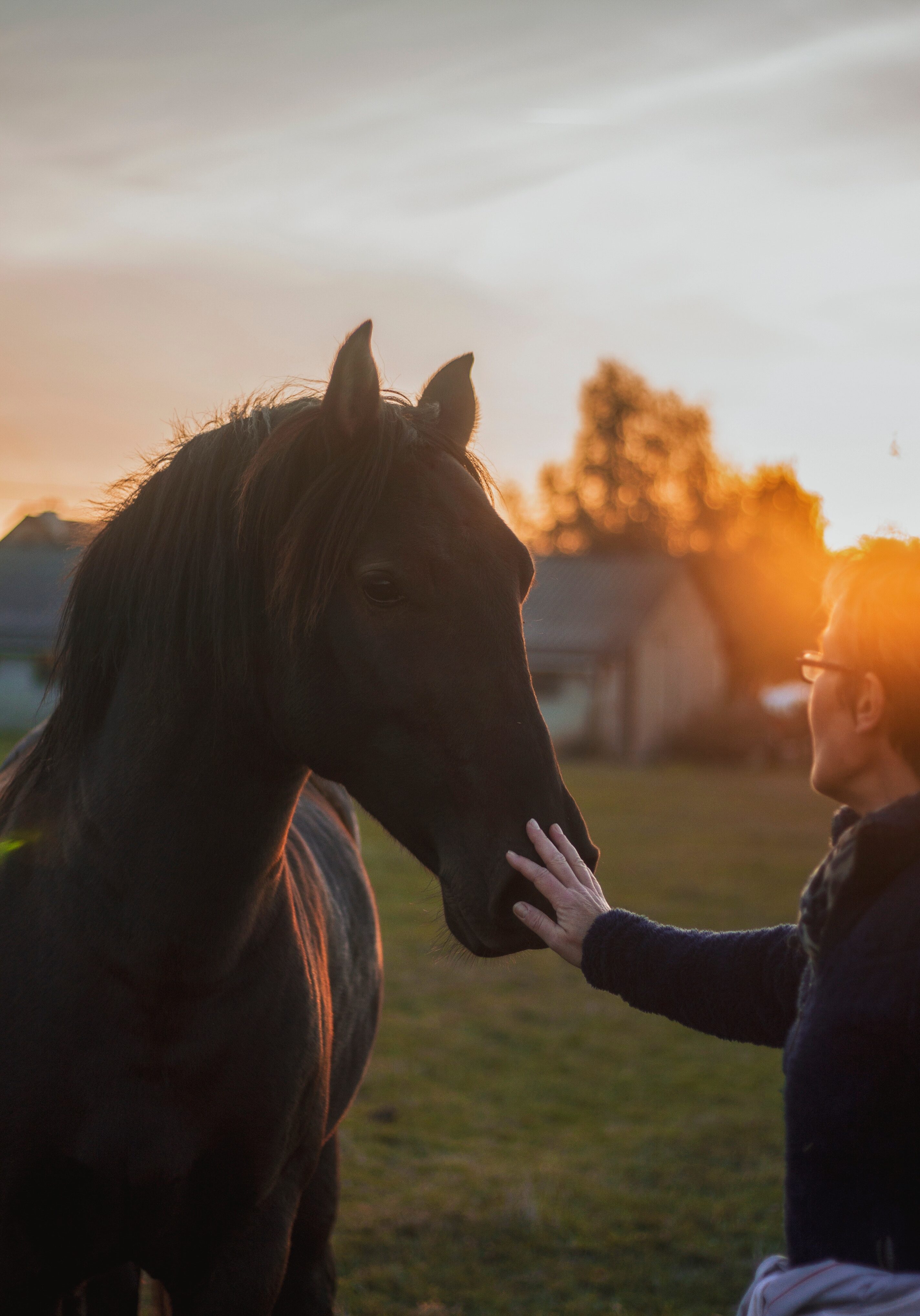 woman caring for horse